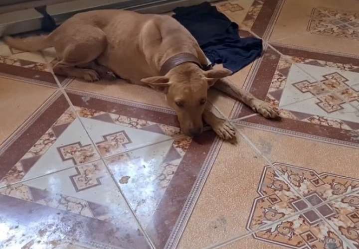 Violan perra en La Cabima; está tan lastimada que ni se levanta