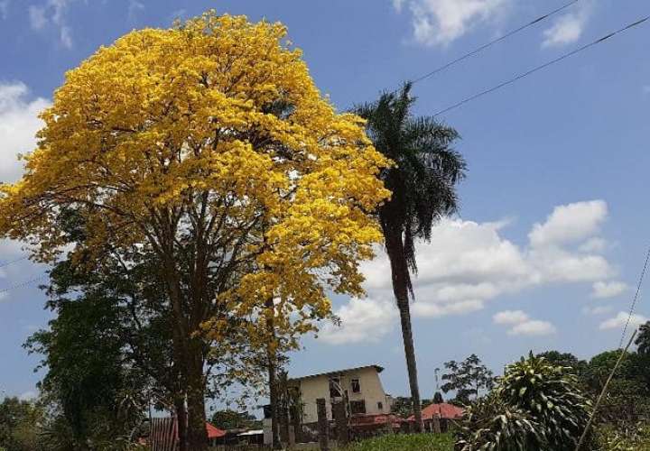 En la época de floración los árboles de guayacán dejan caer sus hojas y la copa se torna de color amarillo debido al color de sus flores. 