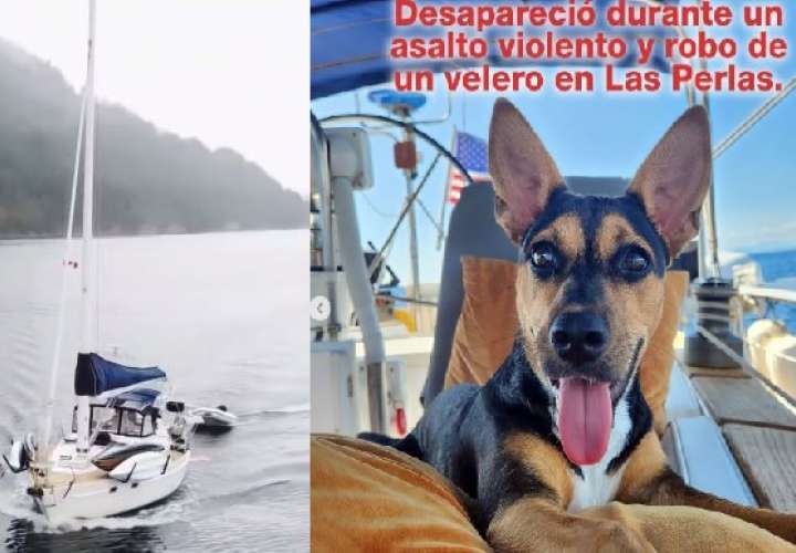 Los dueños del velero indicaron que los delincuentes se llevaron su mascota, una perrita criolla y piden ayuda para encontrarla. 