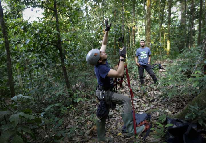 El investigador panameño Josué Ortega escala un árbol para instalar cámaras trampa en la reserva de Chuchantí. EFE