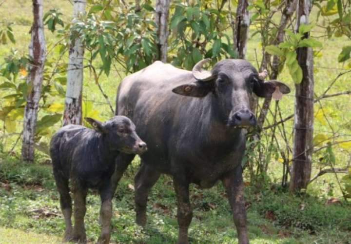 Realizarán taller sobre la crianza y cuidados de búfalos en Panamá
