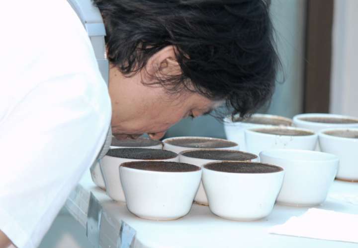 Este año el café de alta especialidad de Panamá será evaluado en tres categorías: Geisha Natural, Geisha Lavado y Varietales