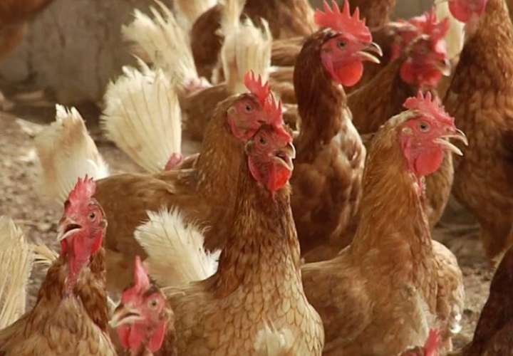 Hay garantía para la industria avícola y los consumidores de que en estos momentos no hay agripe aviar en el país.