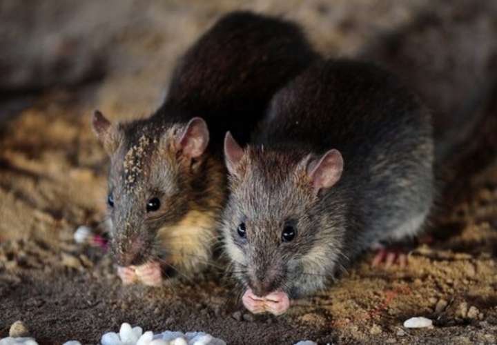 Nueva York escoge a exterminadora de ratas; ganará $170 mil al año