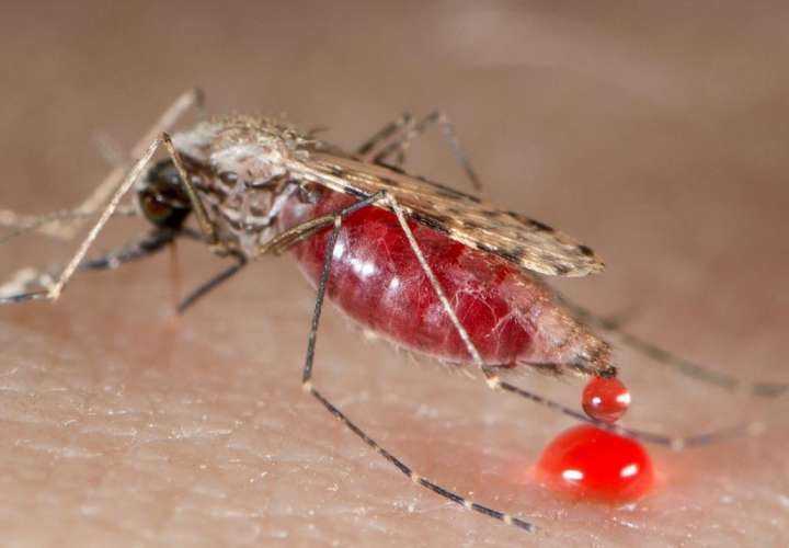 Se disparan casos de malaria en Guna Yala: más de 6,500 confirmados