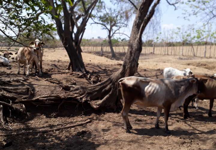 Altas temperaturas afectan al ganado en Azuero 