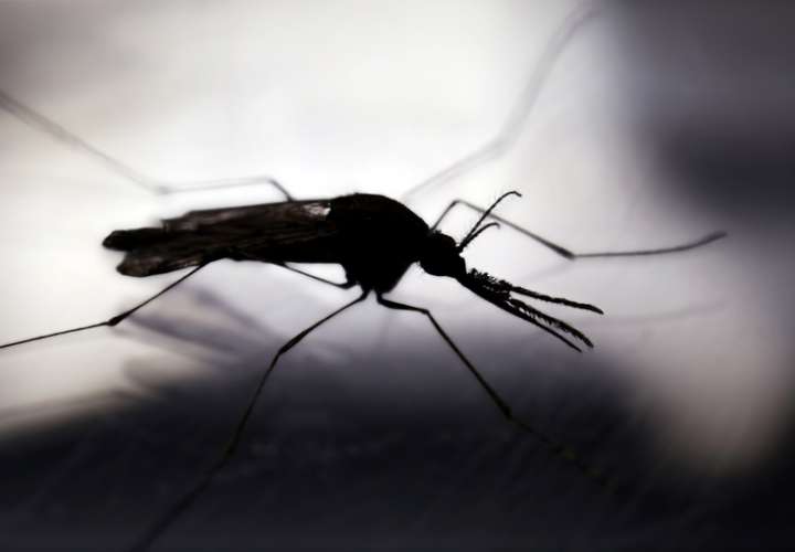 Imagen de archivo de un mosquito, visto desde un microscopio. EFE