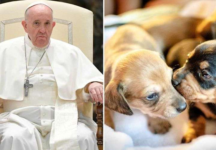 Papa regaña a mujer que le pidió bendecir a su perro como su hijo
