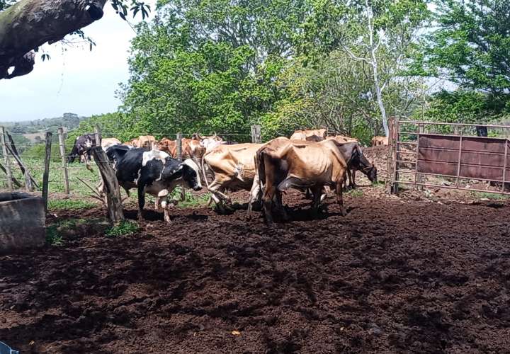 Ganaderos de Panamá Oeste reclaman ayuda para enfrentar la sequía