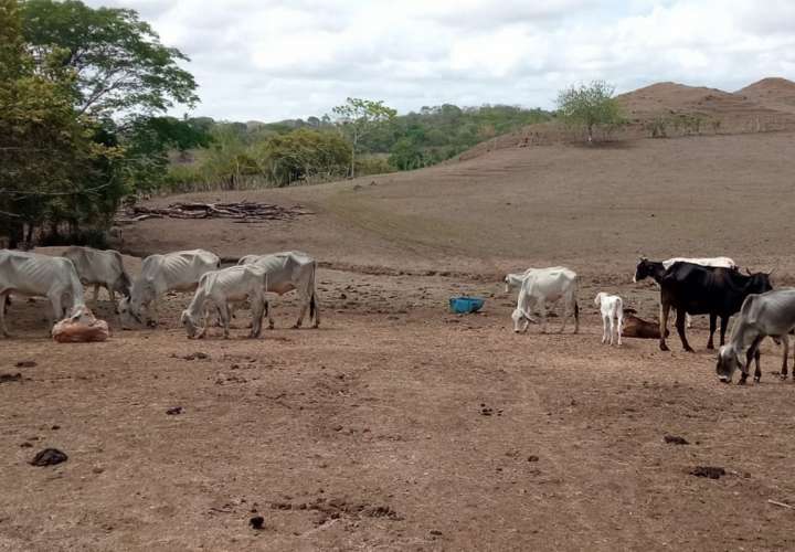 Más de 30 reses muertas por la sequía en Macaracas