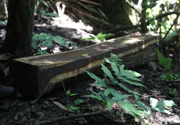 En un recorrido por esas zonas, el Ministerio de Ambiente estableció &quot;la existencia de una tala ilegal dentro y fuera de los permisos otorgados&quot; en un sector de Pinogana.
