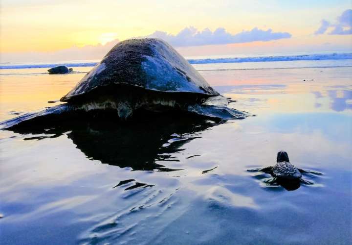 Tortugas marinas: animal de gran historia y con mucha longevidad