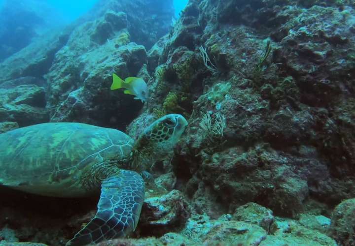 Tortugas marinas: animal de gran historia y con mucha longevidad