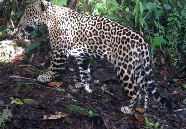 Un jaguar captado por una cámara trampa. Foto: Cortesía MiAmbiente