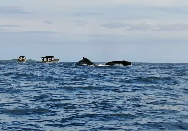 Los Santos se prepara para llegada de ballenas jorobadas