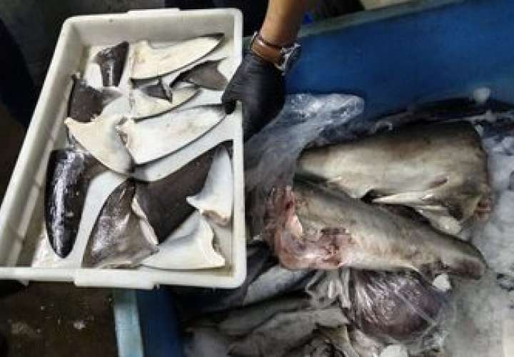 Este grupo vendía y distribuía las aletas de tiburón en varios puntos del país.