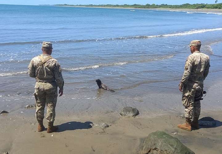 La cría fue evaluada y luego liberada en playa Punta Tigre.