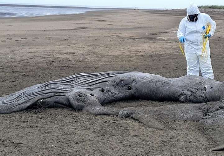 En la recién iniciada temporada, se reportó el varamiento de una cría de ballena jorobada en el sector de Estero de la Honda ubicada en el distrito de Los Santos.