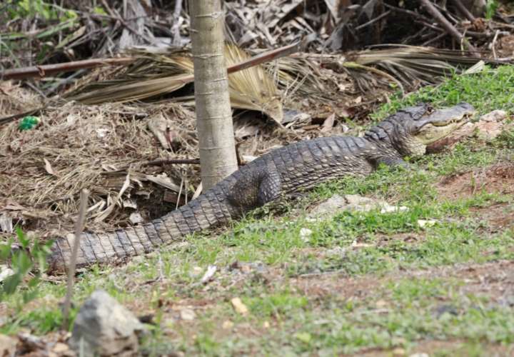 Investigan presencia de cocodrilos en ríos de Azuero