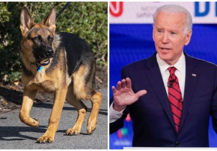 Expulsan al perro de Biden de la Casa Blanca por morder a agentes