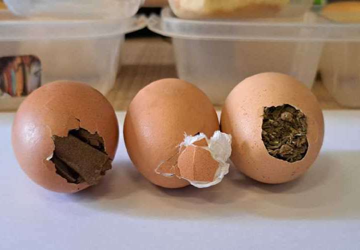 Presos escondían canyack en los huevos... de gallina