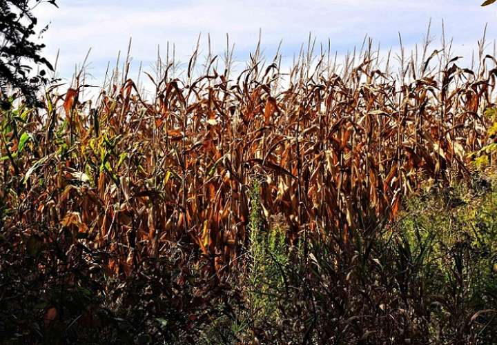 Por la falta de lluvias la producción de maíz se perdió en su totalidad en muchas parcelas. Foto ilustrativa / Pixabay
