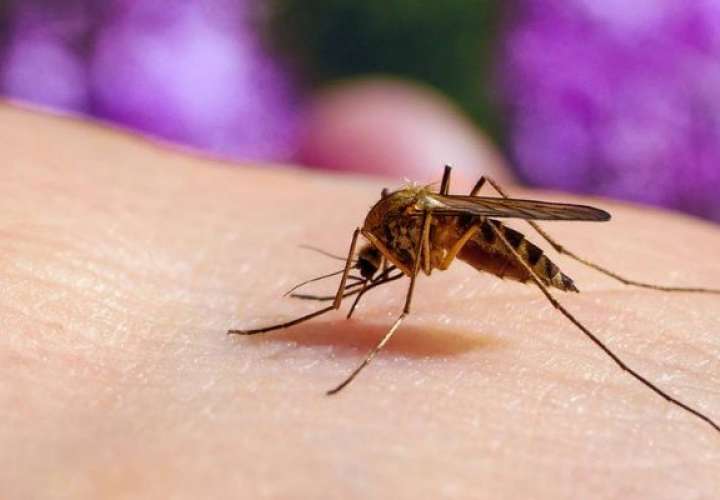 Dengue sigue su avance letal en Panamá y preocupan otros brotes