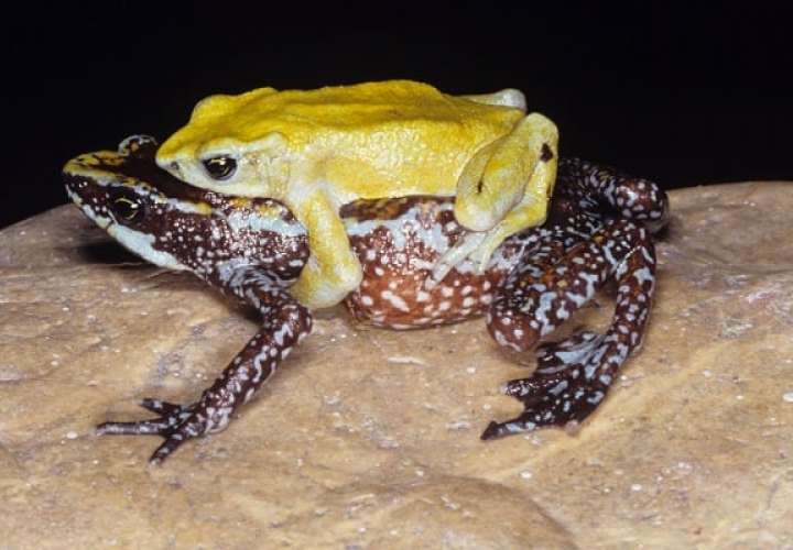  Una de las especies en el Proyecto de Rescate y Conservación de Anfibios de Panamá (PARC) es la rana venenosa de Géminis.