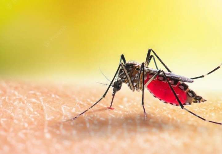 Minsa pide combatir los criaderos de mosquito y hantavirus