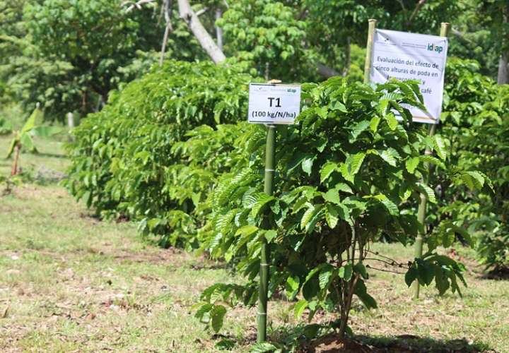 La evolución en el cultivo, manejo, cosecha, y procesado del café robusta en Capira han dado pie al surgimiento de 32 marcas comerciales.