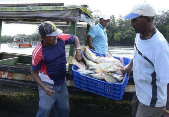 'La pesca de arrastre no es una actividad nueva en Panamá'