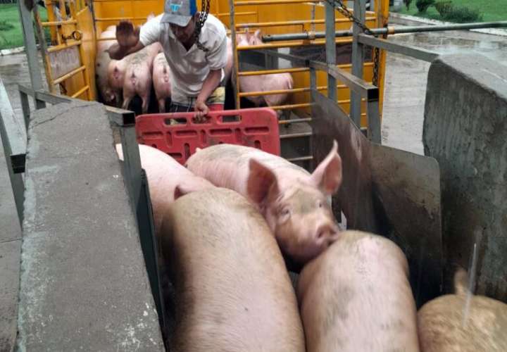 IMA adquiere carne de cerdo para abastecer el mercado