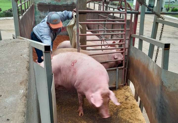 El Gobierno Nacional adquirió para el Programa de Solidaridad Alimentaria que ejecuta el IMA, 583 cerdos.