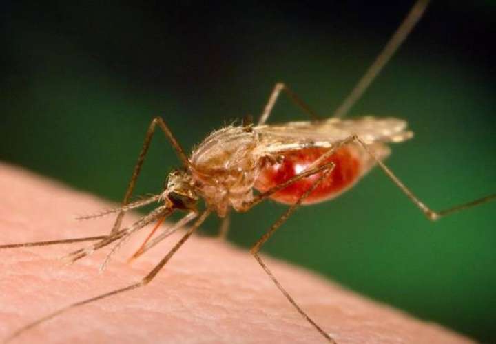 Las autoridades sanitarias piden a las poblaciones eliminar criaderos de mosquitos Aedes aegypti, transmisor de la enfermedad.