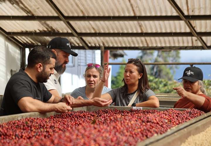 Los expertos internacionales pudieron conocer importantes avances de la industria del café de especialidad de Panamá. Foto: SCA