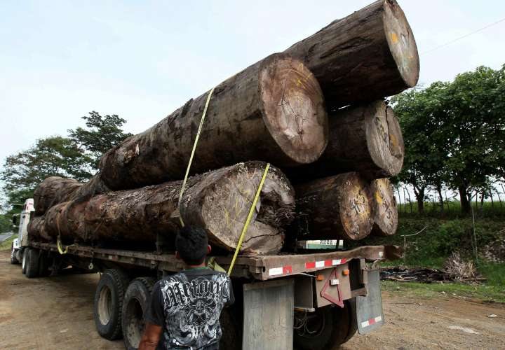 La agencia policial europea anunció este martes que la operación resultó en la incautación de un cargamento de madera de Birmania valorado en 12.000 euros (12.955 dólares),