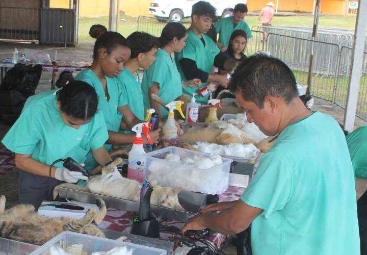 Proponen hospital móvil de mascotas en La Chorrera
