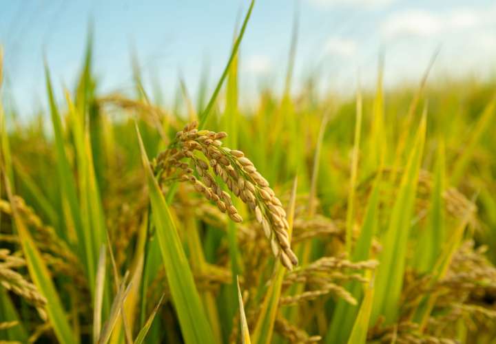 APNU+AFC firmó un contrato con el Gobierno de Panamá en 2018 para el suministro de unas 9000 toneladas de arroz. Imagen ilustrativa PIxabay