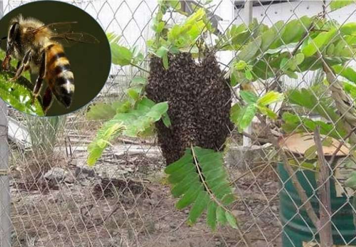 Enjambre de abejas africanizadas.