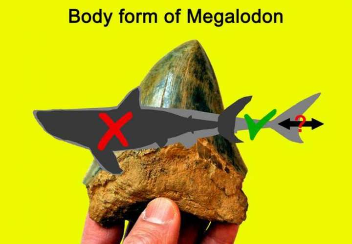 Silueta gris oscuro que representa la forma del cuerpo de Otodus megalodon reconstruida anteriormente, basada en gran medida en el tiburón blanco moderno, superpuesta a un contorno gris claro que muestra la forma del cuerpo recién interpretada. EFE