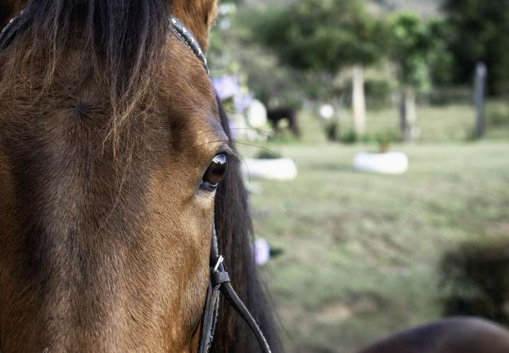 Horror en las montañas: Jinete aniquilado por su propio caballo