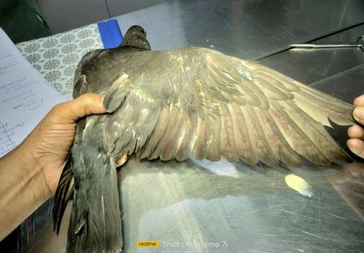 Policía libera a 'paloma espía china' después de 8 meses de encierro
