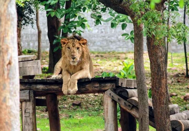 León Dongalpur. Imagen / Parque Zoológico Sri Venjateswara