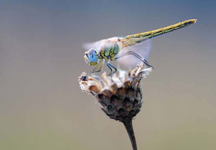 Esta libélula, que recibió el nombre científico de Nikoulabasis roseosticta, &quot;es un animal raro y muy grande&quot;. IMagen ilustrativa / Pixabay