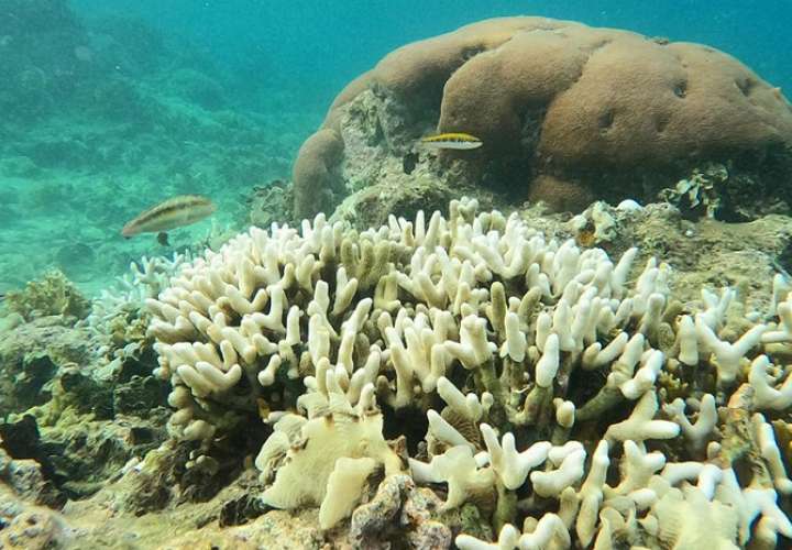 Los eventos de blanqueamiento masivo de corales han ocurrido antes durante los años de El Niño. Foto: Stri