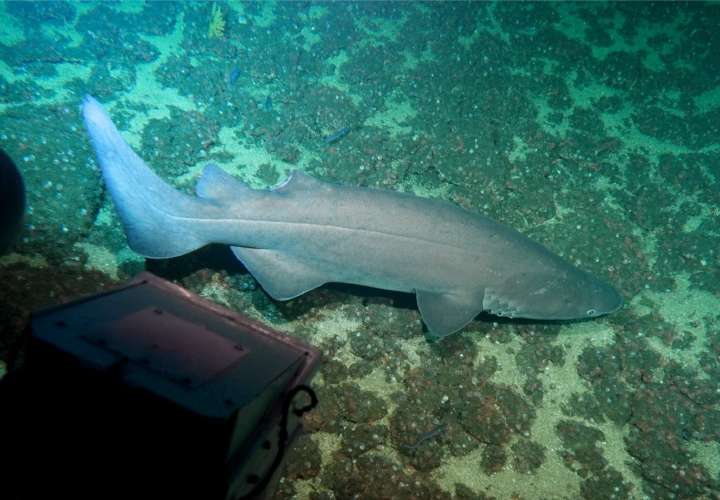Tiburón misterioso ha sido avistado en Coiba