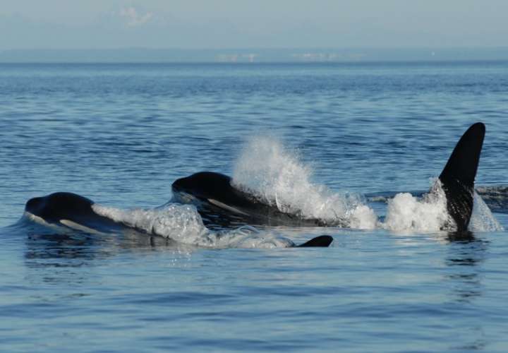 Imagen de una ballena en edad posreproductiva junto a su cría. / EFE