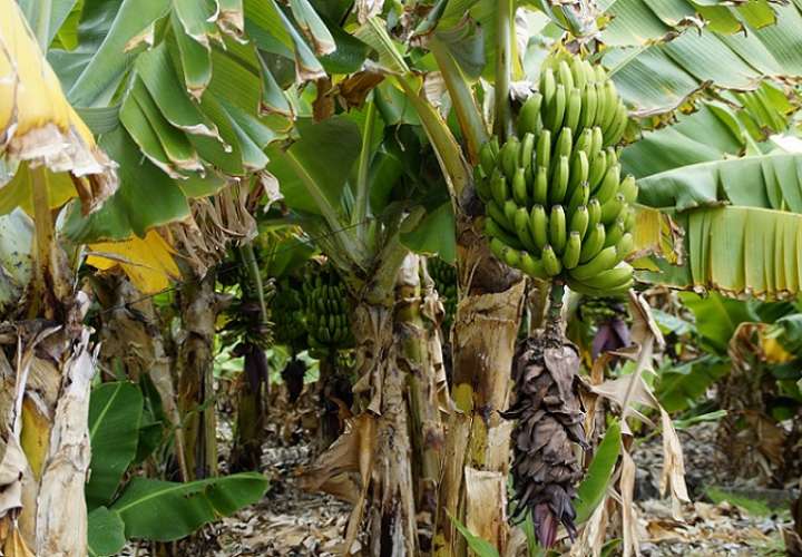 Vista general de una plantación de banaanos. Imagen ilustrativa / Pixabay