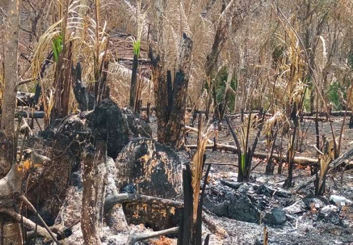 La tala y quema de bosques ocasiona falta de agua en la tierra y calore excesivo.