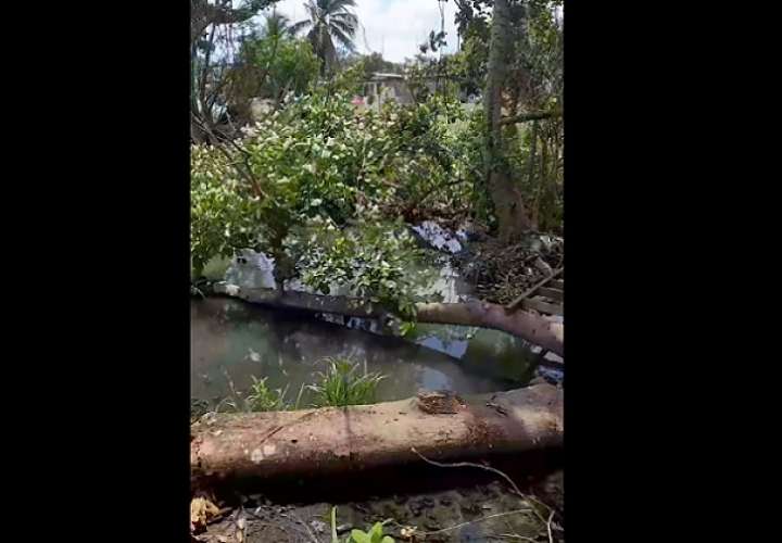 Un enorme árbol se desplomó sobre el cauce de la quebrada, causando un embalse cuando llueve. Foto: noticiadeleste